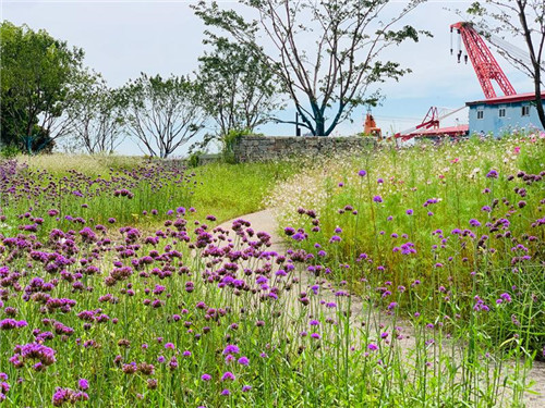上海:楊浦濱江沉睡百年工業遺存走出歷史塵埃