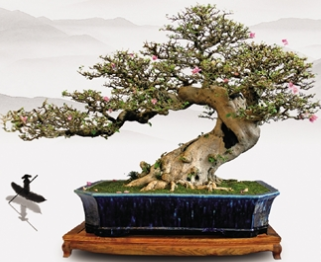 北京世園會(huì)盆景國(guó)際競(jìng)賽中外盆景精品匯聚