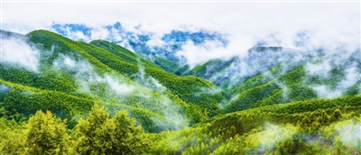 中國人工林面積居世界首位