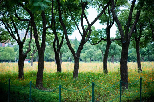 當城市公園成為社區“后花園”