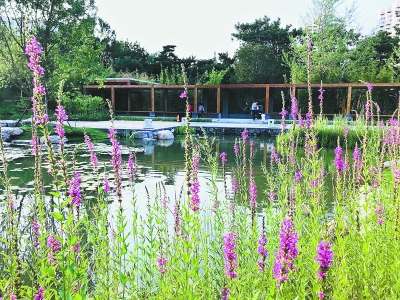 北京：42種植物“海綿綠地”當主力 