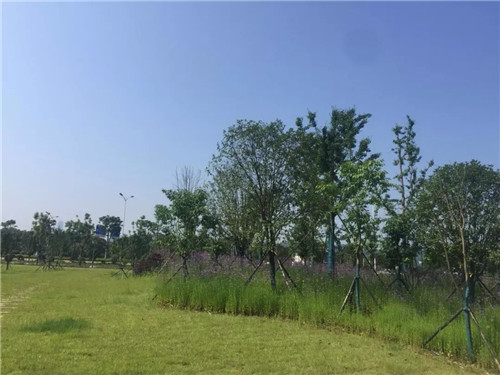 2019園冶杯專業獎丨長沙市望城區“一路一園”建設工程項目銀星灣公園