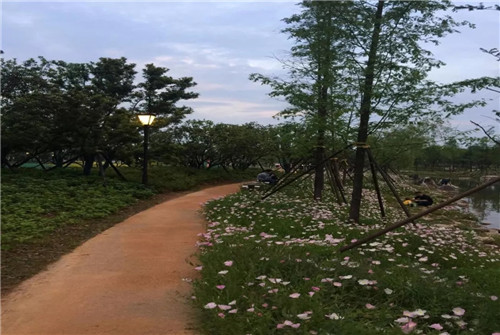 2019園冶杯專業獎丨長沙市望城區“一路一園”建設工程項目銀星灣公園