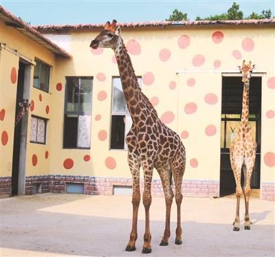 百畝廢棄礦坑 蝶變成“景觀公園”