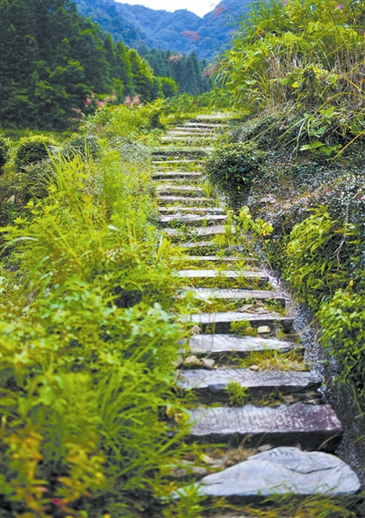 行走森林古道 穿越時光隧道