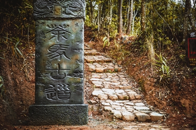 行走森林古道 穿越時光隧道