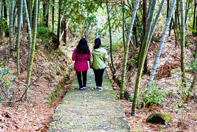 行走森林古道 穿越時光隧道