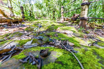 行走森林古道 穿越時光隧道