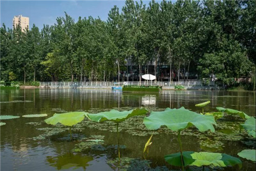 2019園冶杯專業獎丨石首顯揚府MOMA展示區景觀園林設計