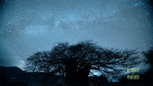 紀錄片《影響世界的中國植物》 中秋重磅推出！