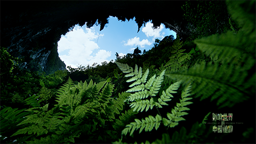 紀錄片《影響世界的中國植物》 中秋重磅推出！