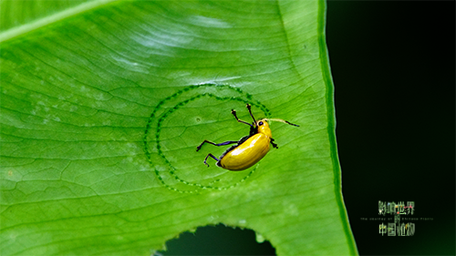 紀錄片《影響世界的中國植物》 中秋重磅推出！