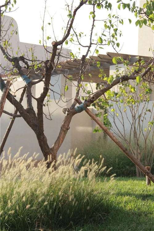 章俊華作品: 無形中的有形——秦皇島阿那亞三期景觀設計