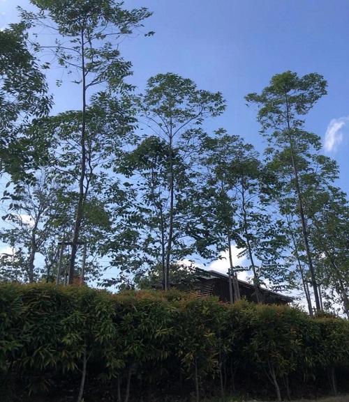 2019園冶杯專業獎丨馬來西亞萬撓 Fields Of Gold