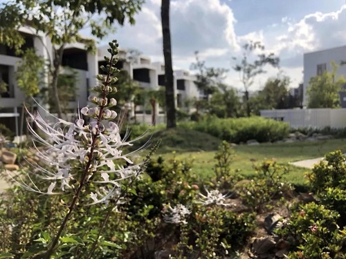 2019園冶杯專業獎丨馬來西亞萬撓 Fields Of Gold