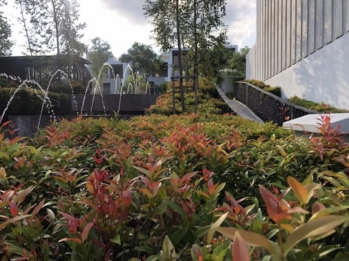 2019園冶杯專業獎丨馬來西亞萬撓 Fields Of Gold