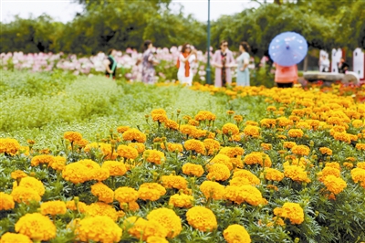 第十一屆北京菊花文化節舉辦