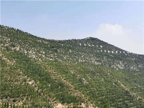 河北邯鄲全方位修復(fù)生態(tài)環(huán)境注重質(zhì)量雙收