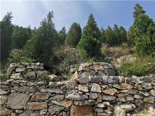 河北邯鄲全方位修復(fù)生態(tài)環(huán)境注重質(zhì)量雙收