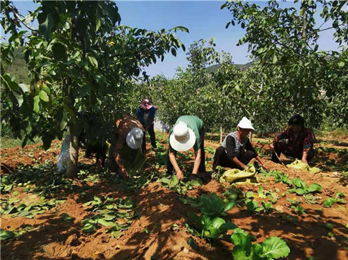 河北邯鄲全方位修復(fù)生態(tài)環(huán)境注重質(zhì)量雙收