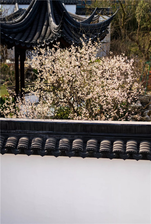 2019園冶杯專業(yè)獎丨蘇州張家港建發(fā)?泱譽