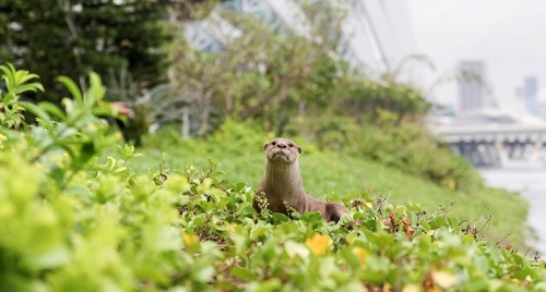 Stefaan Lambreghts：景觀與工程結合 打造人與自然的共存空間