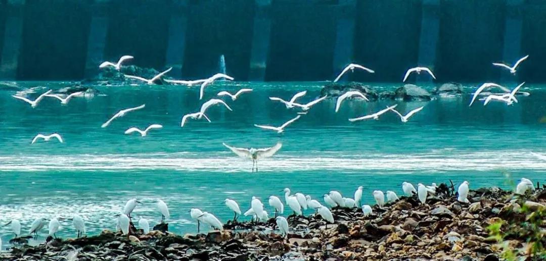 2019園冶杯專業獎丨半山村美麗鄉村規劃