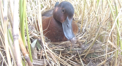青頭潛鴨為何青睞河南民權(quán)黃河故道濕地?