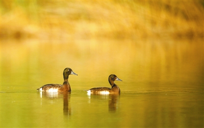 青頭潛鴨為何青睞河南民權(quán)黃河故道濕地?