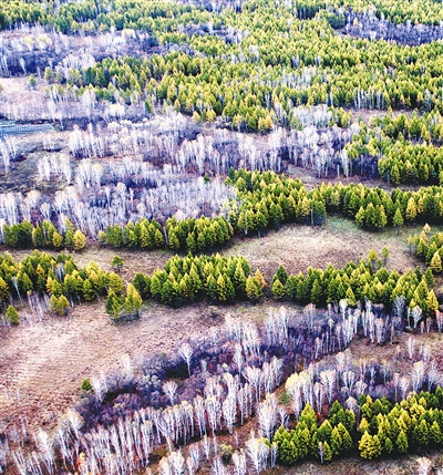 森林生態審美如何影響人類生活