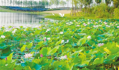 擦亮“生態(tài)”名片 無錫走出“綠色”變遷之路 