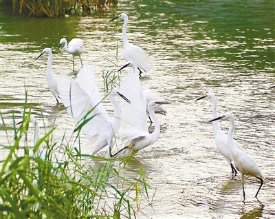 擦亮“生態(tài)”名片 無錫走出“綠色”變遷之路 