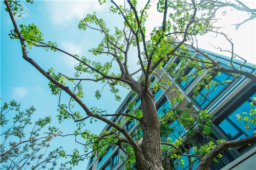 吉盛園林|不期而遇香港置地·林山郡