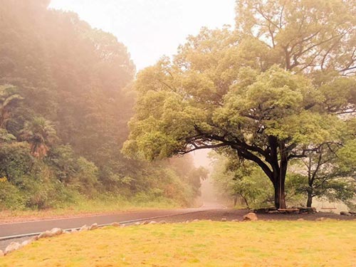 2019年園冶杯專業獎|廬山桃花源景區工程