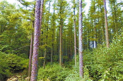 為首都構筑生態安全屏障