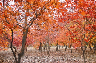 為首都構筑生態安全屏障