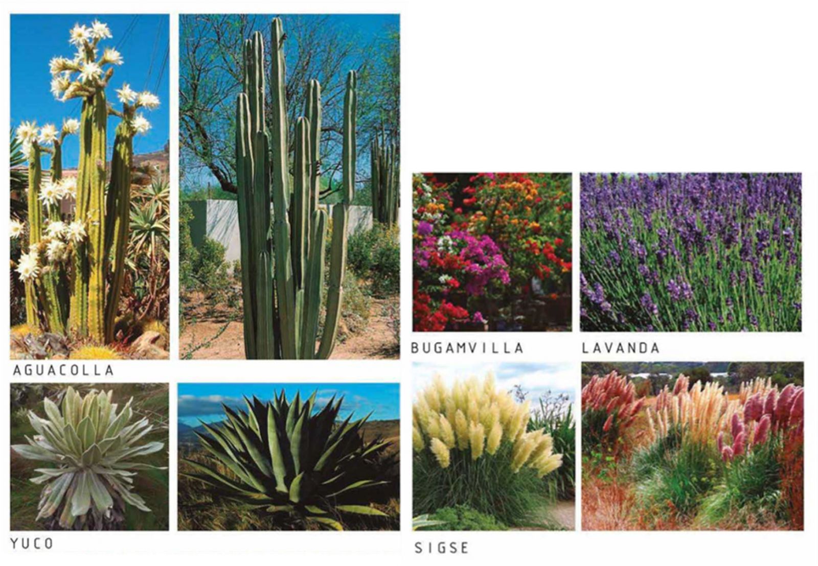 厄瓜多爾Escalinatas規劃