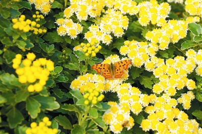 專家之聲：中國花境崛起從何入手？