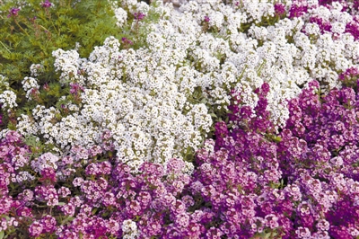 專家之聲：中國花境崛起從何入手？