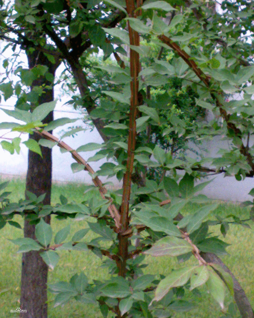 鄉(xiāng)土植物在園林綠化中運(yùn)用現(xiàn)狀及推廣措施分析