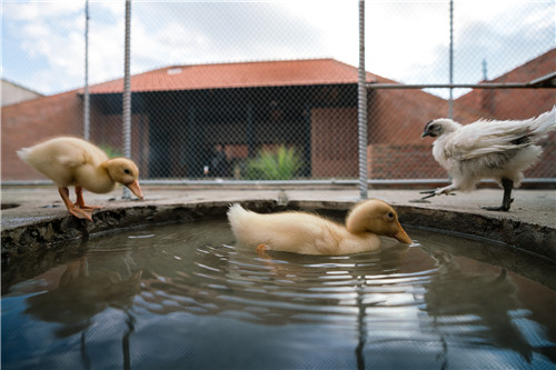 越南雞舍設(shè)計