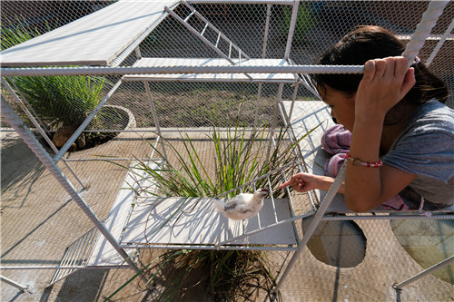 越南雞舍設(shè)計