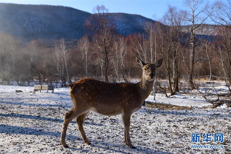 內蒙古阿爾山：“山水變金銀”