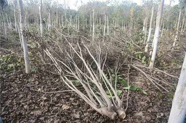 “四季春1號”在植物新品種維權案中勝訴