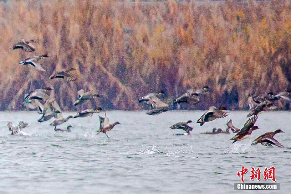 極危物種青頭潛鴨現身湖北枝江金湖
