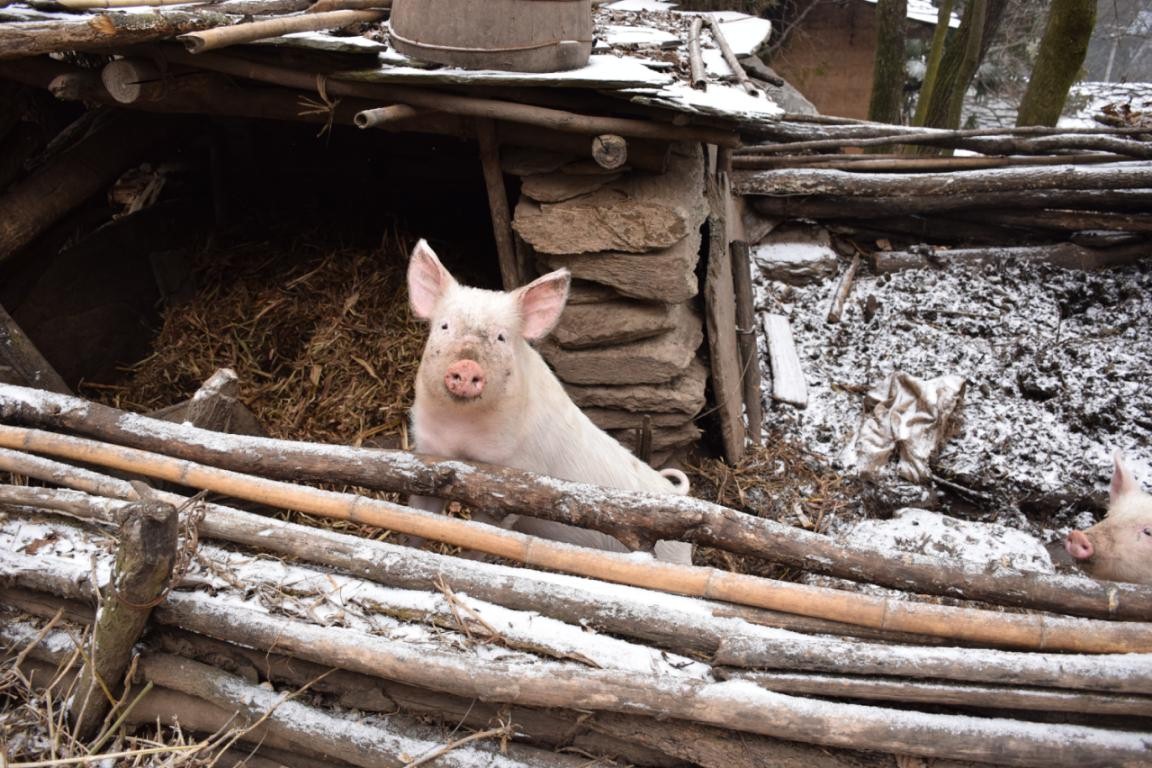 園冶杯一等獎朱文豪:一粒沙中見世界,一座村中見故鄉