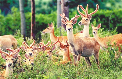 海南:精心呵護熱帶雨林 奮力建設國家公園