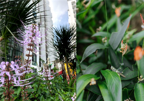 園冶杯專業獎|馬來西亞H2O住宅景觀