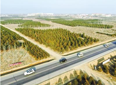 雄安新區(qū)：“千年秀林”已累計造林31萬畝