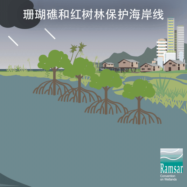 第24個(gè)世界濕地日：濕地與生物多樣性